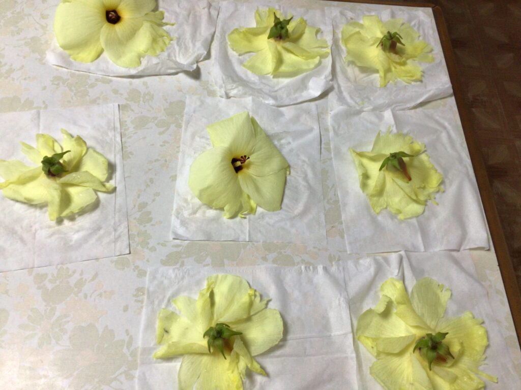 オクラの花 医療法人 新生会