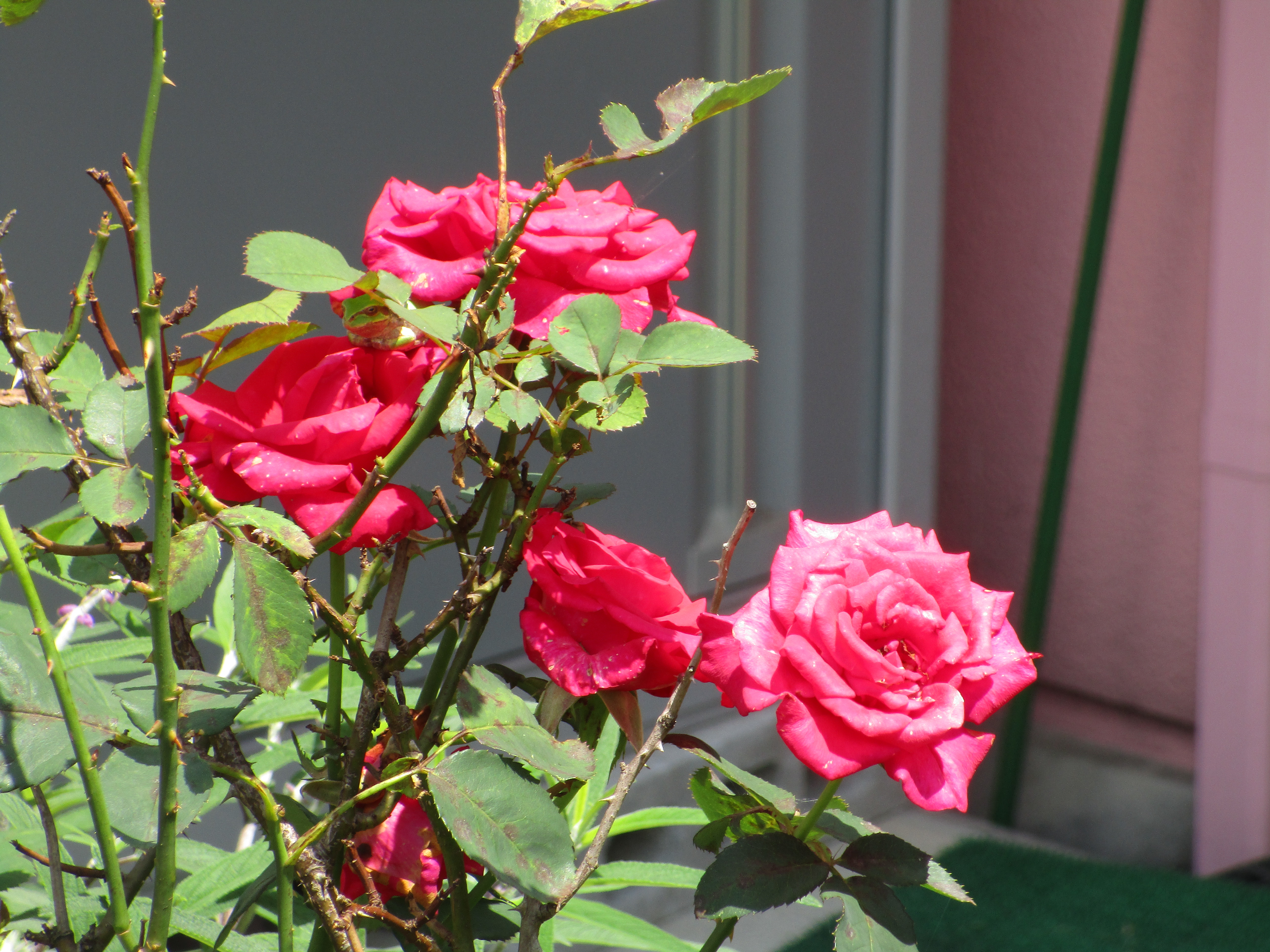 薔薇💒 | 医療法人 新生会